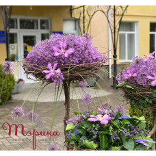 Проект: Місто Миколаїв через квіти