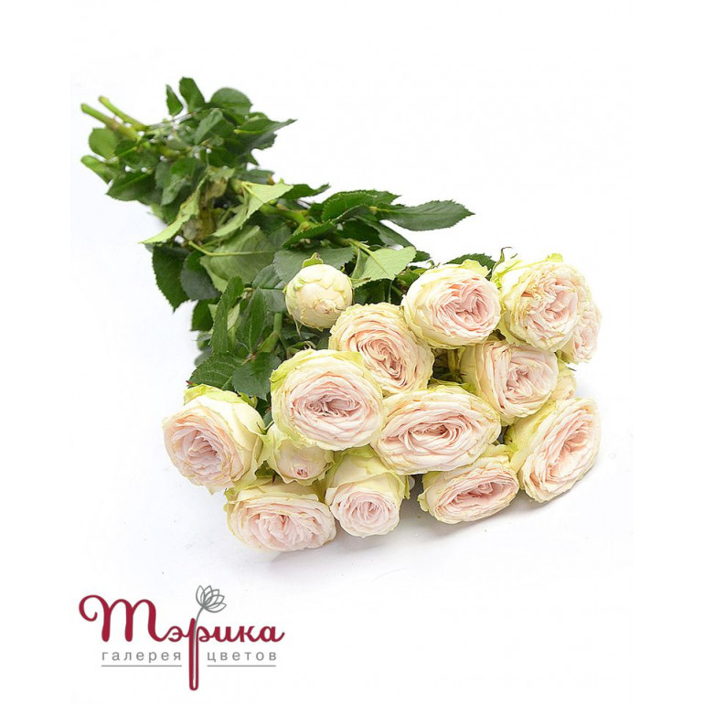 Троянда кущова Галина
