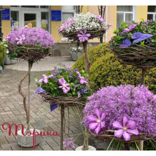 Проект: Місто Миколаїв через квіти