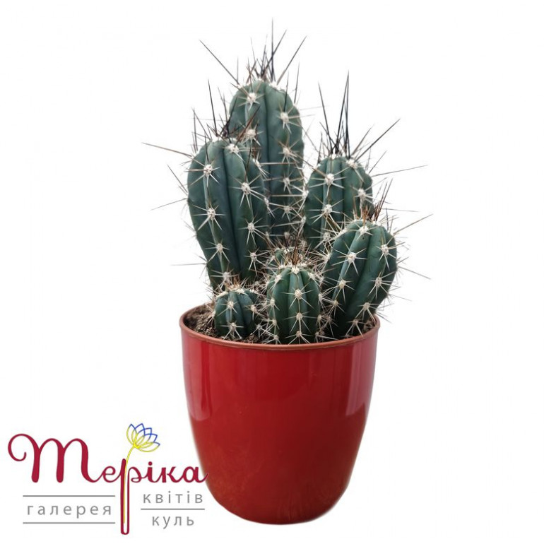 Кімнатна рослина Кактус Лемероцереус