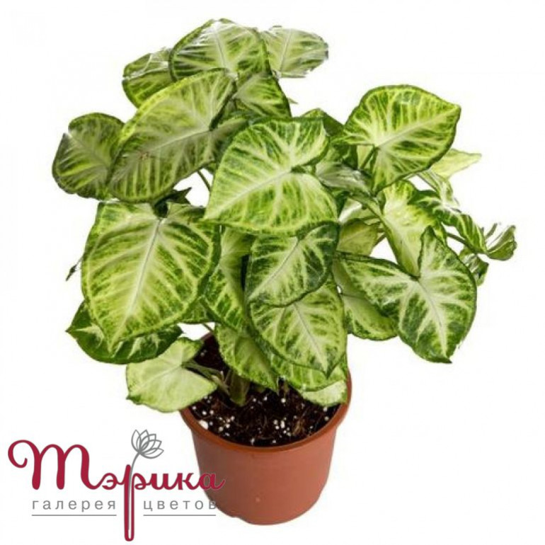 Кімнатна рослина Сингоніум