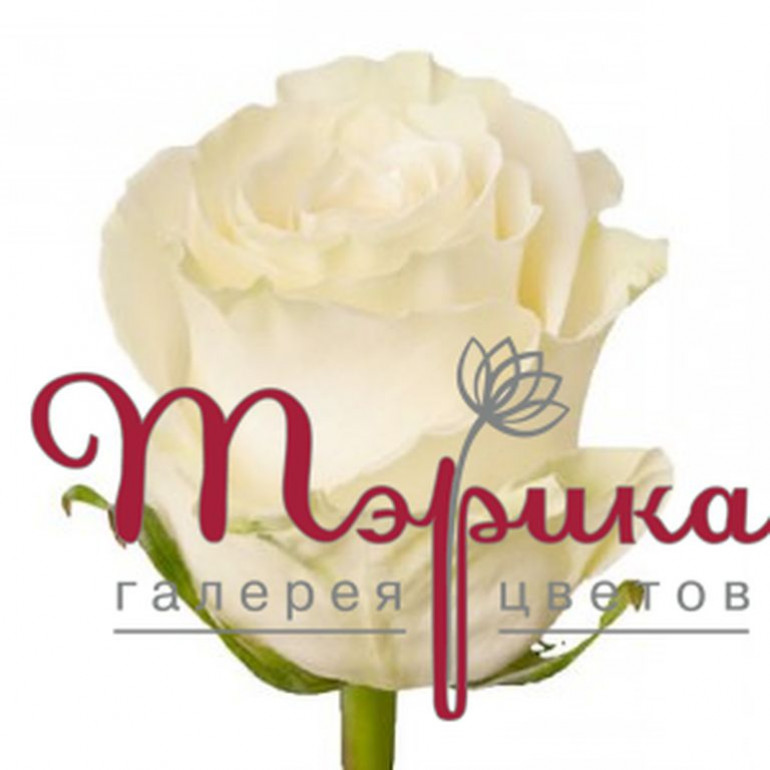 Троянда Мондиаль преміум