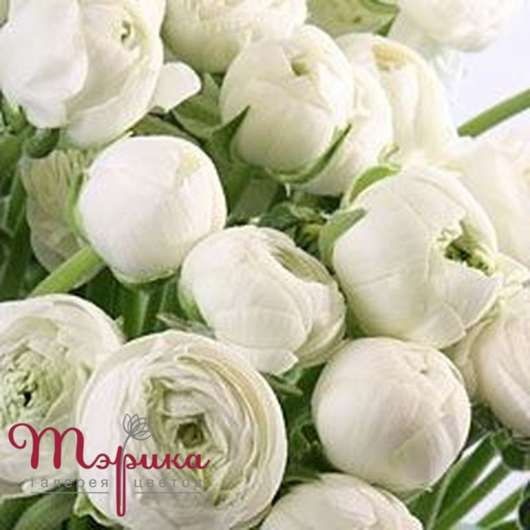 Ранункулус Клуні