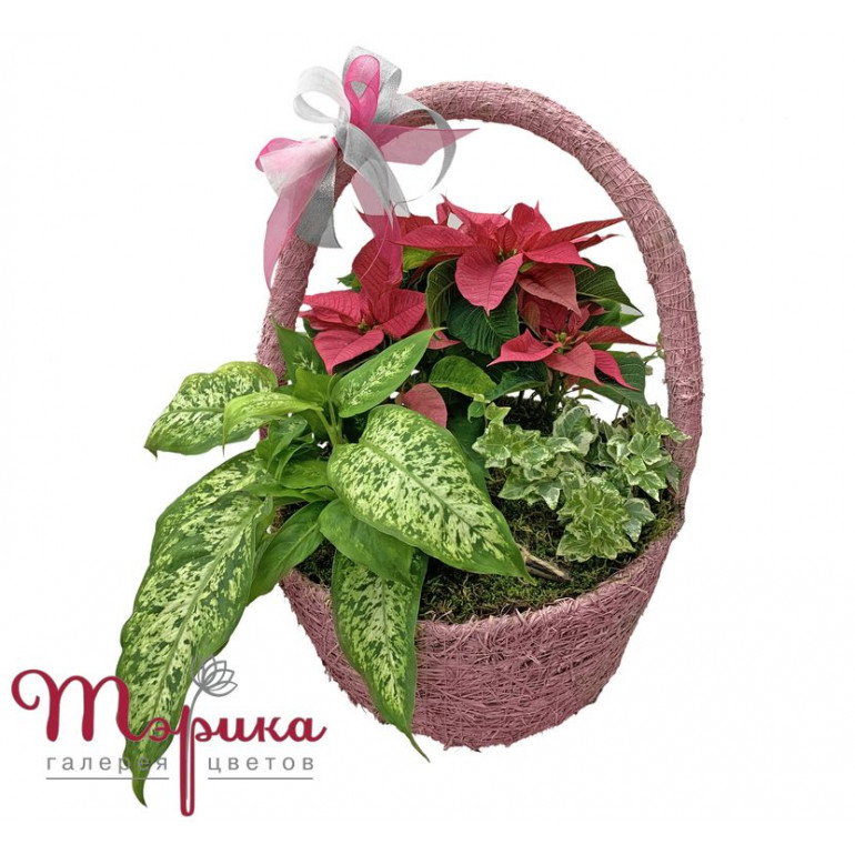 Композиція із рослин "Зимова мелодія №3"