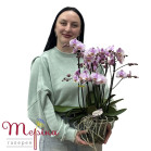 Кімнатна квітка орхідея фаленопсис мультифлора Беліссімо Ангел